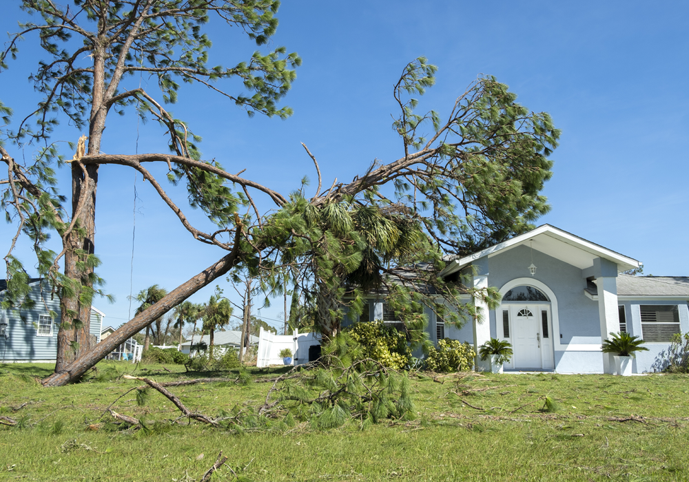 Tree Removal by Alky Tree Services