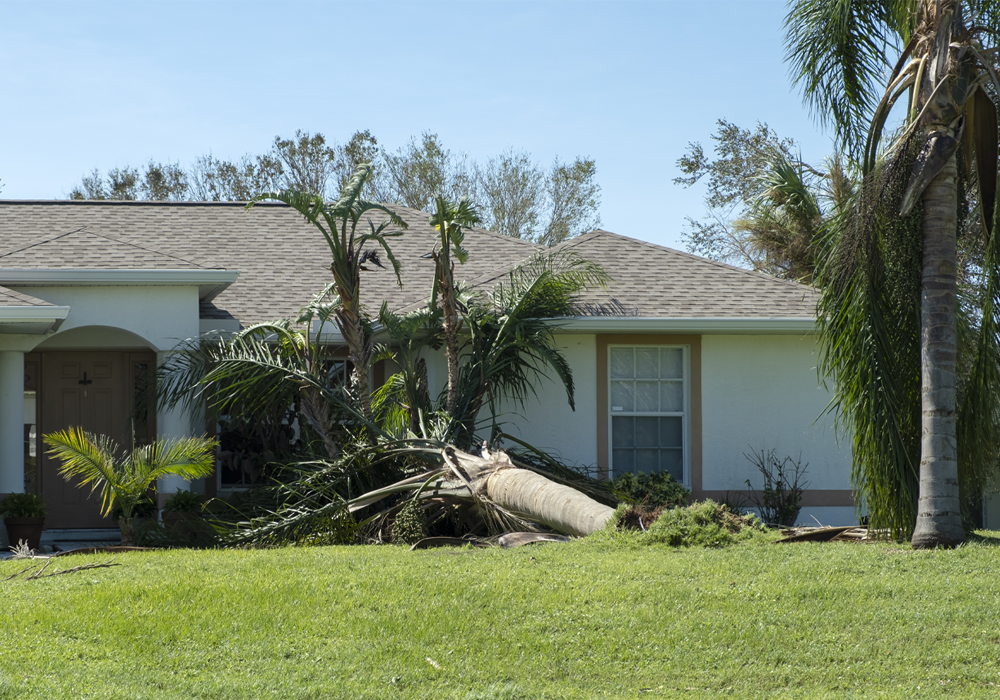 Tree Removal by Alky Tree Services