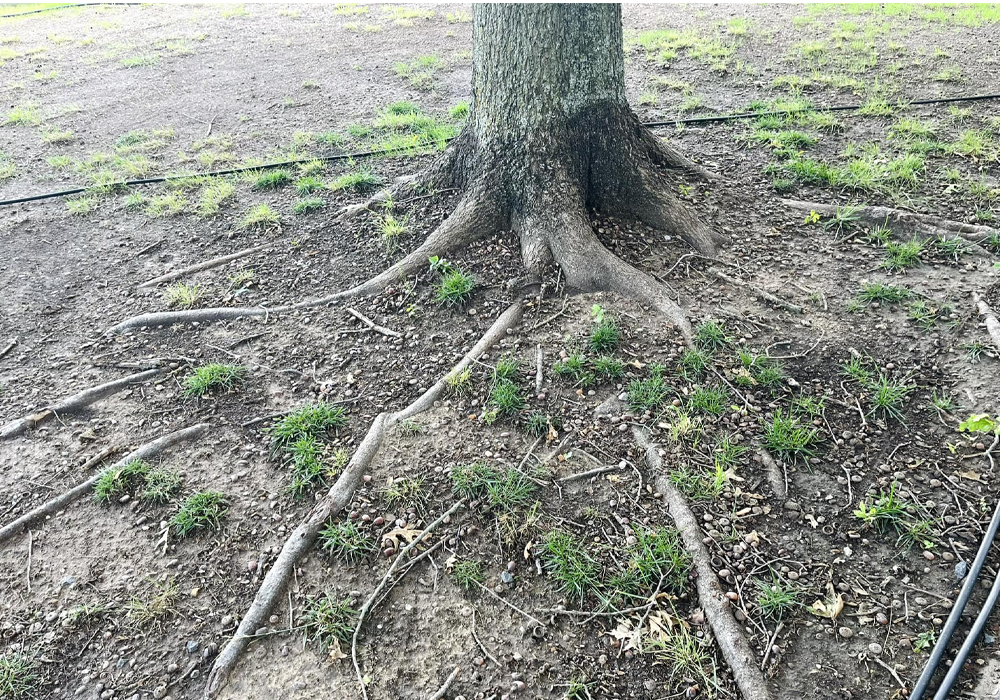 Pay Attention to Root Health and Ground Conditions